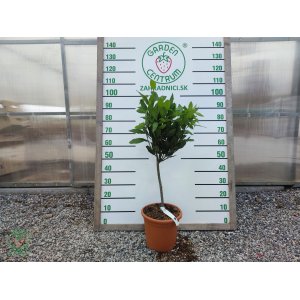 Vavrín pravý (Laurus nobilis) - bobkový list - výška 60-80 cm, kont. C5L - NA KMIENKU  